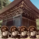 EP80 狸囃子（Tanuki-bayashi = Drum-beating by reccon dogs）