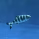 #11 そっと寄り添う案内魚