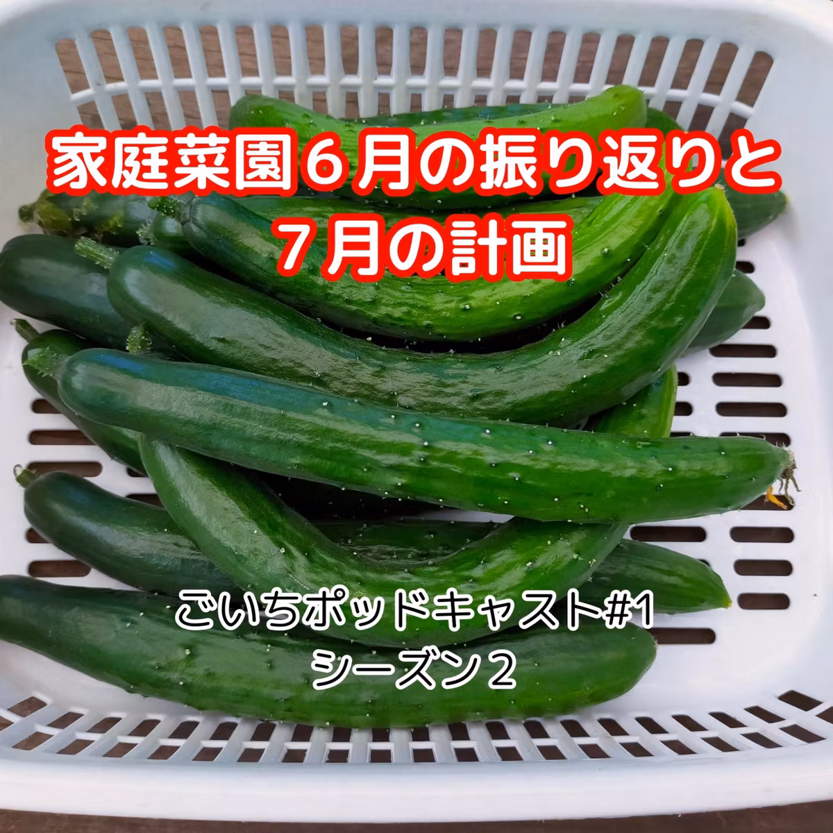 家庭菜園６月の振り返りと７月の計画#2｜ごいち 家庭菜園がおもしろい シーズン２｜Home Garden June Review and July Plans #podcast