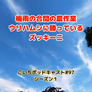 梅雨の合間の農作業ウリハムシに勝っているズッキーニ#97｜ごいち 家庭菜園がおもしろい シーズン１｜Zucchini outperforms cucumber beetles during the rainy season #podcast