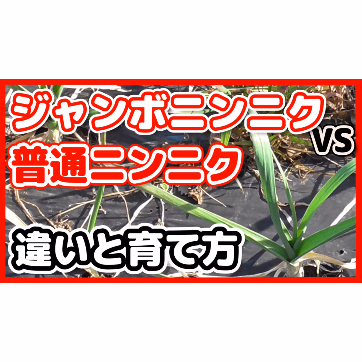 ジャンボニンニクvs普通ニンニク違いと育て方を徹底解説！