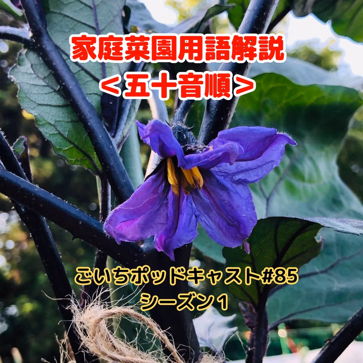 家庭菜園用語解説＜五十音順＞#85｜ごいち 家庭菜園がおもしろい シーズン１｜Glossary of kitchen garden terms  #podcast