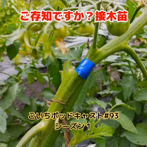 ご存知ですか？接木苗#93｜ごいち 家庭菜園がおもしろい シーズン１｜Do you know? grafted seedling #podcast