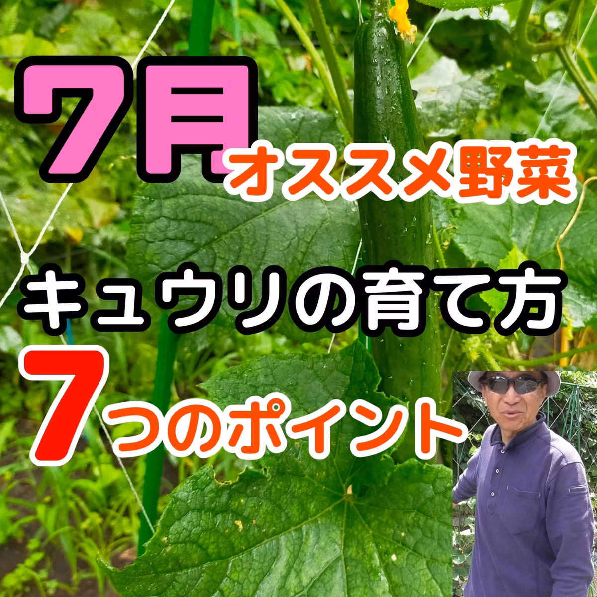 ７月に植え付けるキュウリの育て方７つのポイント#21｜ごいち 家庭菜園がおもしろい シーズン２｜7 points on how to grow cucumbers planted in July #podcast