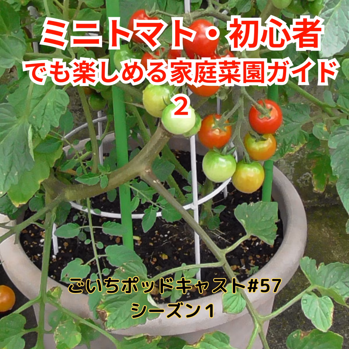 ミニトマト・初心者でも楽しめる家庭菜園ガイド２#57｜ごいち 家庭菜園がおもしろい シーズン１
