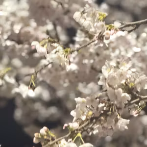 退勤ライブ🌷🐴値札つけたまま出勤して赤面👹🌸