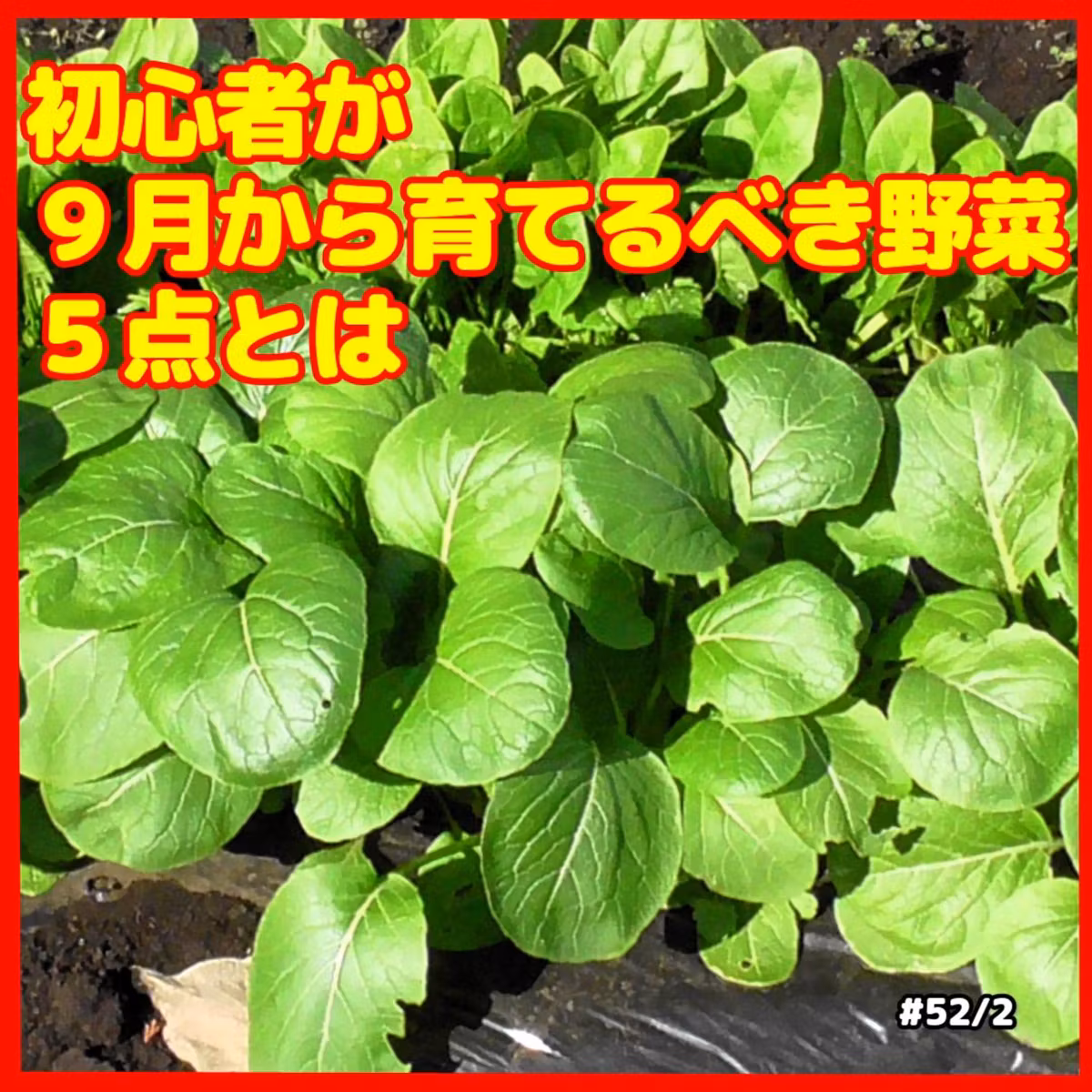 心者が９月から育てるべき野菜５点とは | ごいちポッドキャスト Goichi Podcast