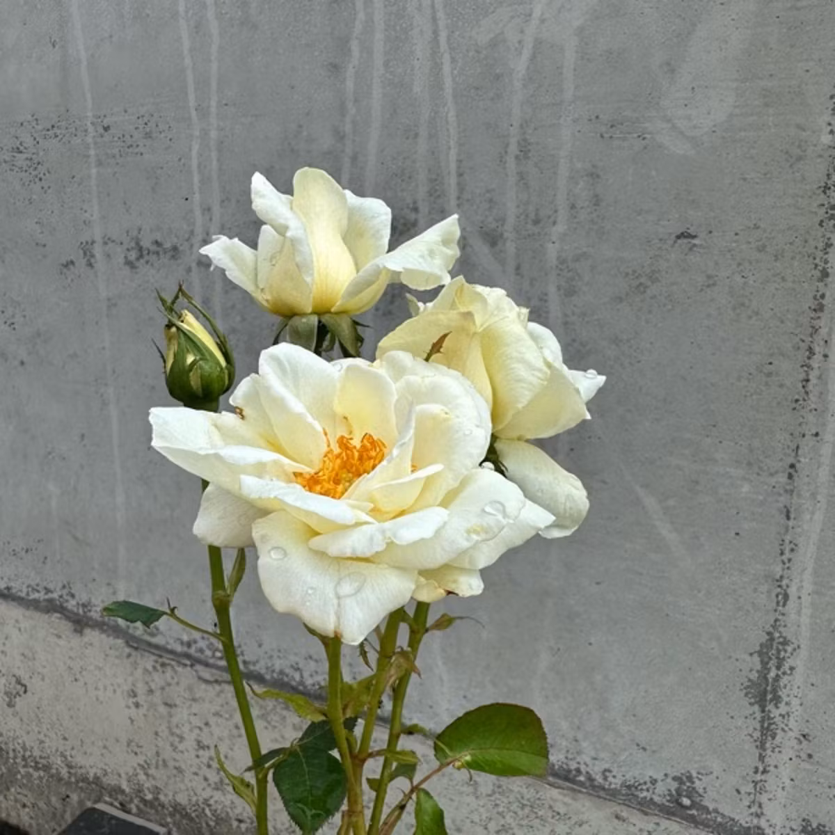 2023.6.30 #709 181日目の近況と緩い決意表明