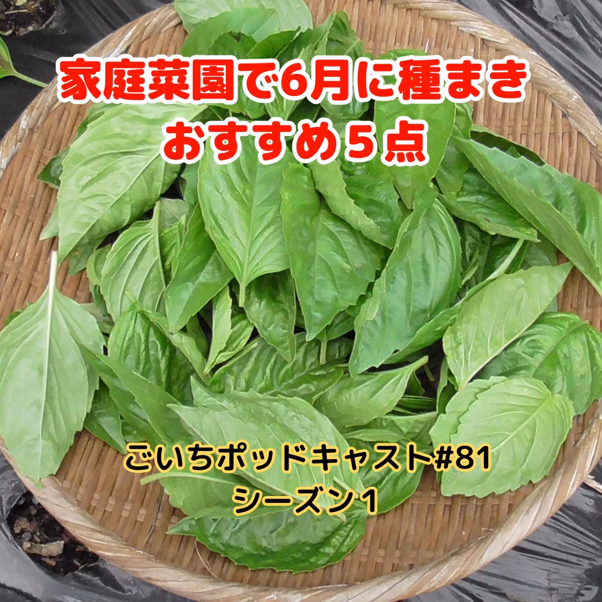 家庭菜園で6月に種まきするおすすめ５点#81｜ごいち 家庭菜園がおもしろい シーズン１｜5 recommended seeds to sow in June in the home garden #podcast