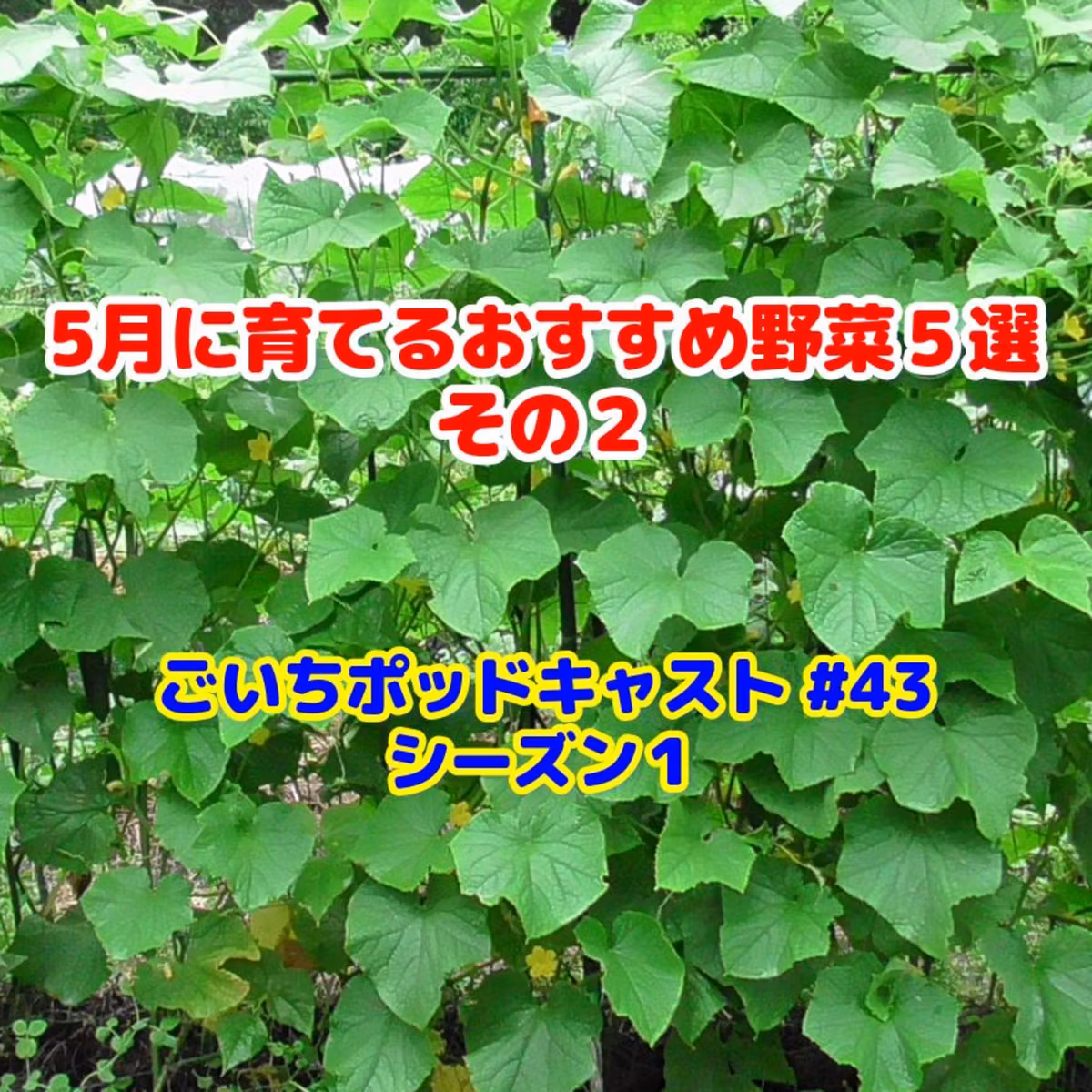 5月に育てるおすすめ野菜５選・その２#43｜ごいちの家庭菜園がおもしろい シーズン１