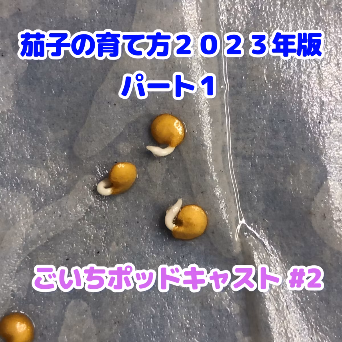 茄子の育て方・パート１２０２３年版｜家庭菜園がおもしろい シーズン１｜ごいちポッドキャスト#2