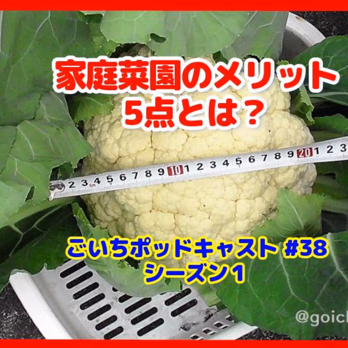 家庭菜園のメリット5点とは？#38｜家庭菜園がおもしろい シーズン１