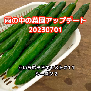 雨の中の菜園アップデート20230701#11｜ごいち 家庭菜園がおもしろい シーズン２｜Garden in the Rain Update #podcast