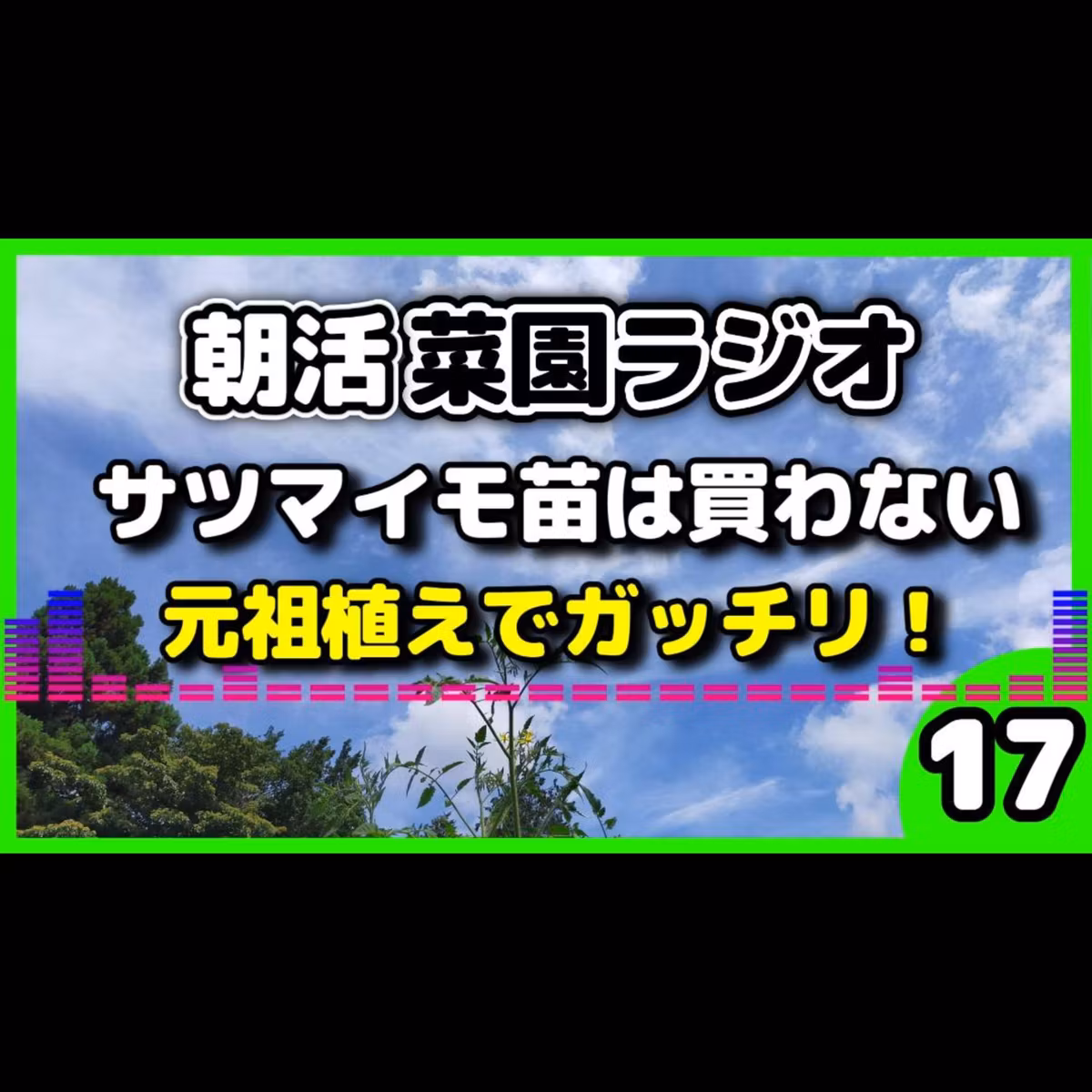 さつまいも苗は買うな。１０個収穫を目指す「元祖・芋ごと植え」【朝活菜園ラジオ】