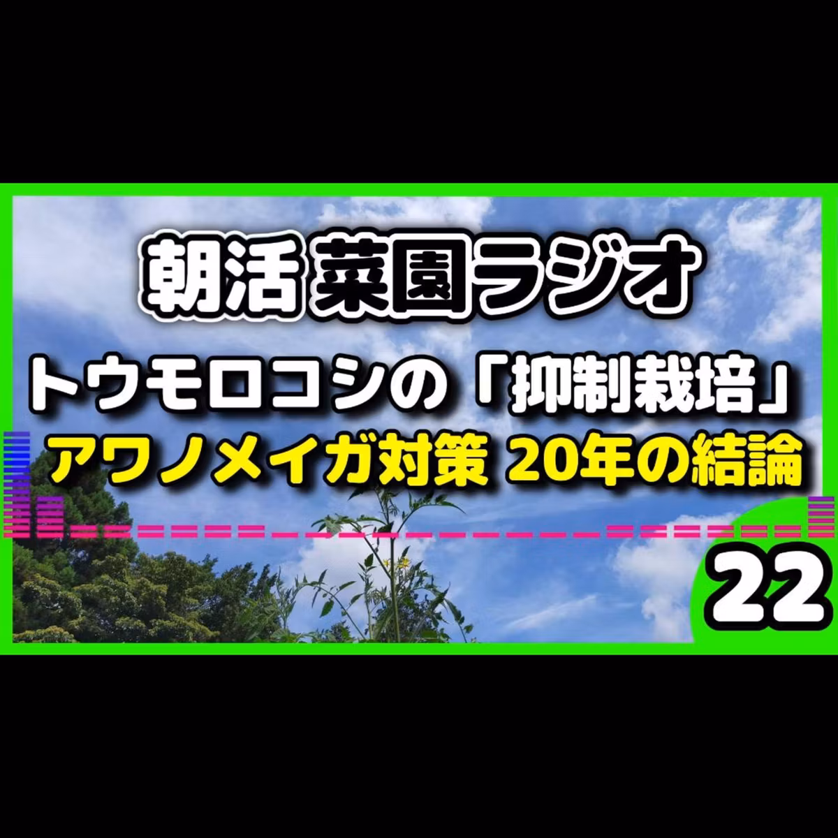 秋収穫を目指す！トウモロコシの「抑制栽培」