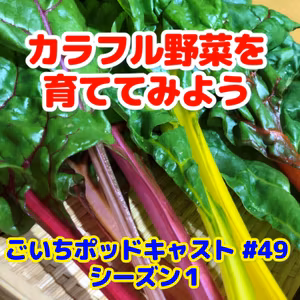 カラフル野菜を育ててみよう#49｜ごいち 家庭菜園がおもしろい シーズン１