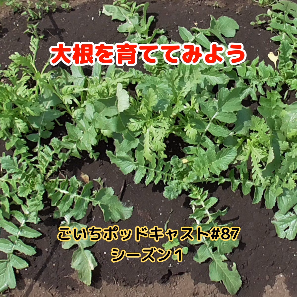 大根を育ててみよう