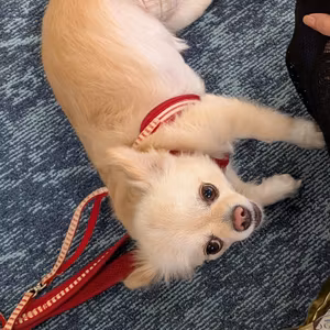 犬自身がオンオフの切り替えってできるものなの？